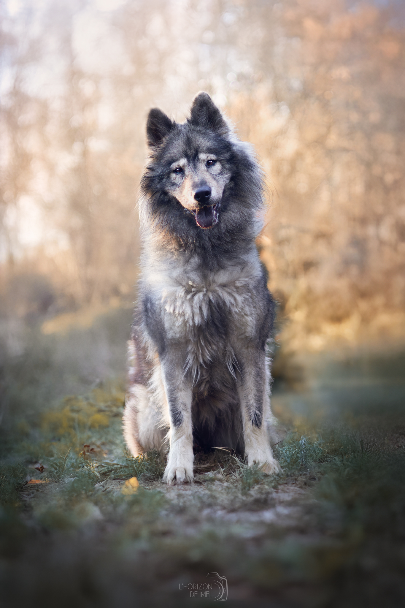 Talia femelle eurasier le temps d'une séance en automne