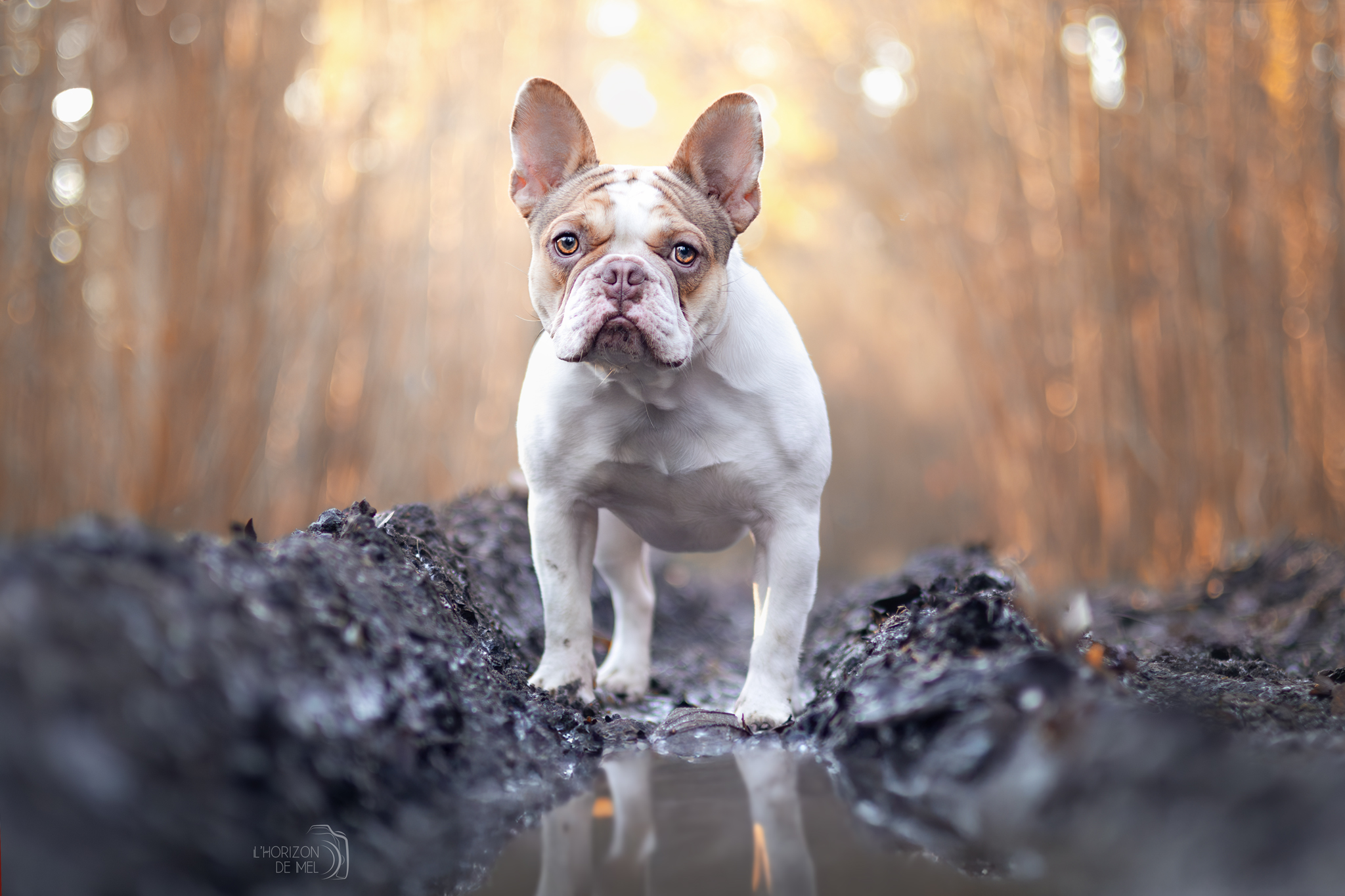 Vaika jeune bouledogue dans la forêt en alsace à hindisheim